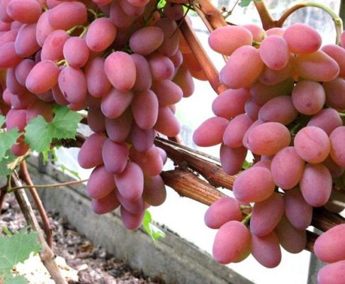 Гелиос — это виноград, которым правит солнце. Что нравится любителям винограда в Гелиосе?