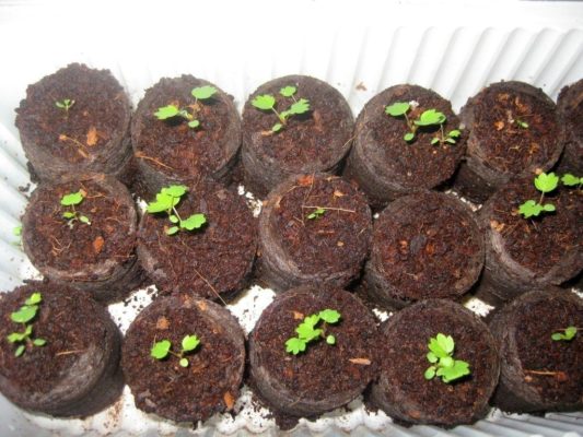 Выращивание клубники из семян: посадка и уход за рассадой