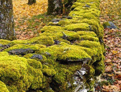 Сад мхов — секреты создания декоративных зеленых шедевров на даче