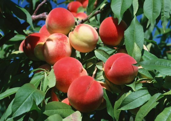 Как вырастить вкусные кардинальные персики