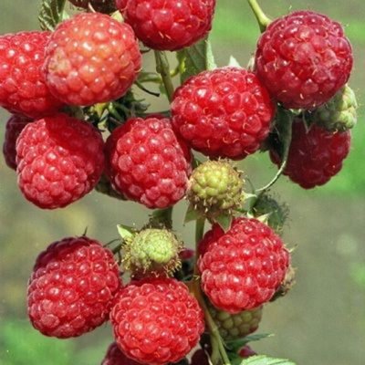Малина Сияющая – устойчивый к морозам вид с крупными ягодами