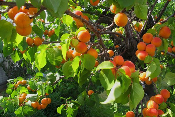 Как успешно вырастить сорта абрикоса Процветание