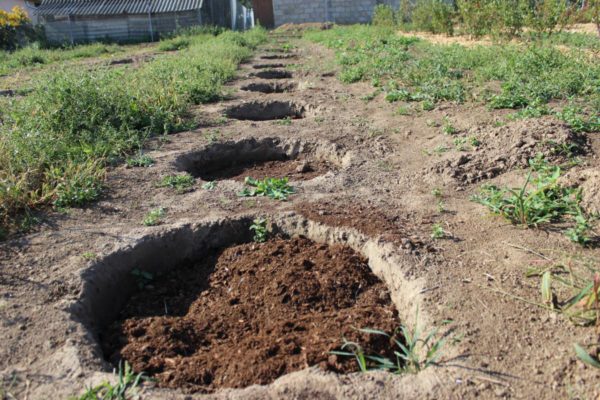 Как посадить голубику садовую на участке: способы посадки