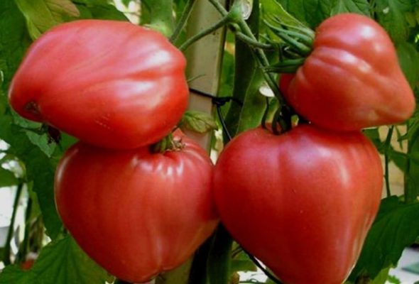 Все об успешном выращивании помидоров Bullheart: любимый сорт розовых помидоров