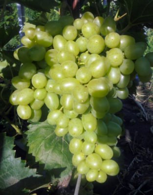 Виноград Надежда Аксайская — надежный сорт для вашего сада