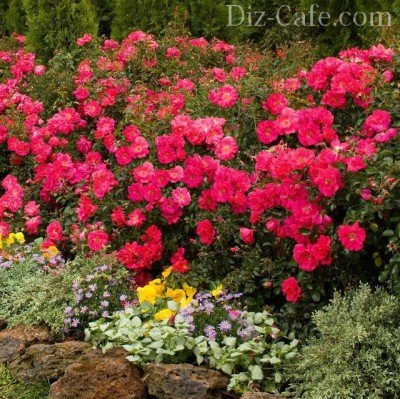 Почвопокровные розы в ландшафтном дизайне: как оформить стильный розарий