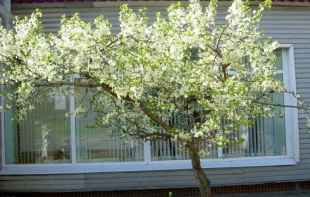 Сорт вишни Чернокорка: описание и особенности ухода