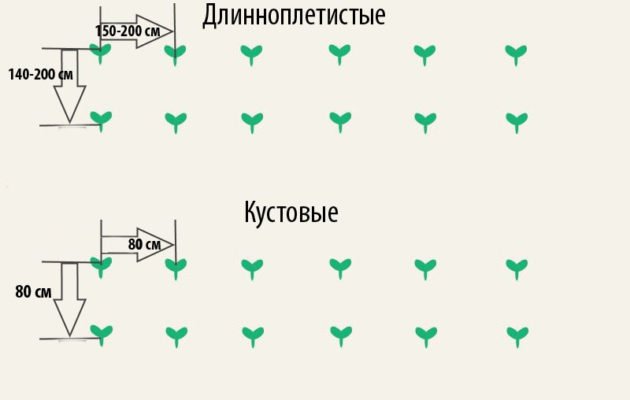 Особенности выращивания тыквы на Урале: рассадным и прямым посевом