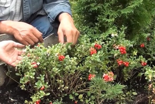 Условия высадки садовой клюквы на участке