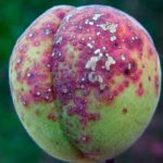 Заболевания и вредители абрикосовых деревьев, методы лечения и профилактика