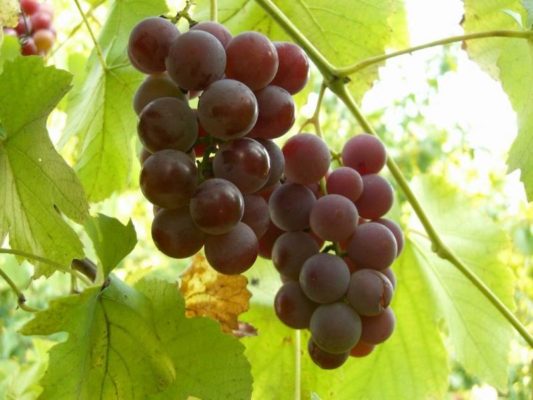 Ароматный виноград для десертов
