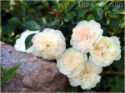 Почвопокровные розы в ландшафтном дизайне: как оформить стильный розарий