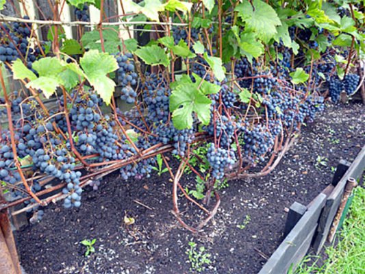 Виноград в средней полосе России: лучшие сорта и советы по выращиванию