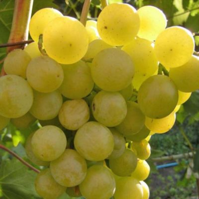 Виноград Галбена ноу — описание сорта, особенности посадки и уход
