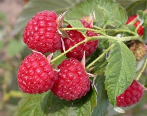 Малина Сияющая – устойчивый к морозам вид с крупными ягодами