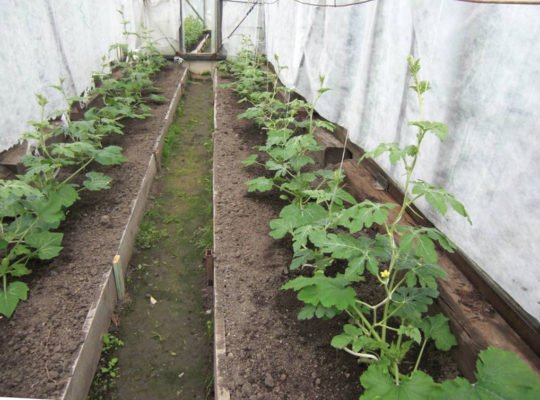 Советы для успешного выращивания арбузов в Республике Беларусь