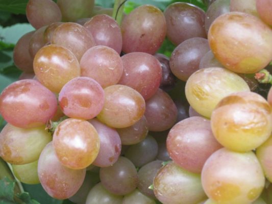 Виноград Амирхан: один из сортов, подходящих для регионов с суровым климатом