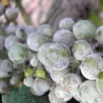 Как, когда и чем обрабатывать виноград от болезней и вредителей