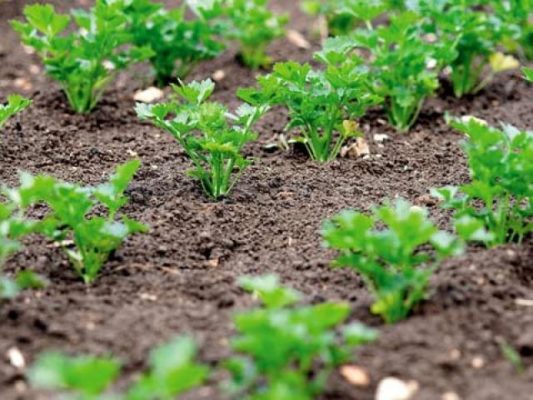 Выращиваем ароматные специи: посадка кориандра в открытом грунте и дома