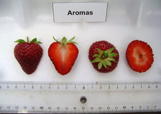 Big Fruits Montante Strawberry Flavours — концентрированный летний аромат в вашем доме