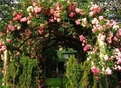 Посадка и уход за садовыми розами: на заметку начинающим цветоводам