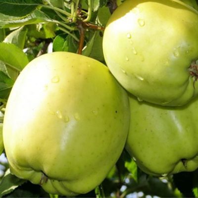 Информация о яблоне: какой вид выбрать и как правильно вырастить