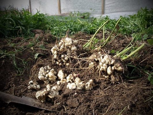 Топинамбур или земляная груша: богатый и полезный урожай без затрат