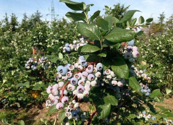 Наиболее плодовитые разновидности садовой голубики в России, Белоруссии и Украине