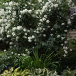 Жасмин садовый: правила посадки и выращивания