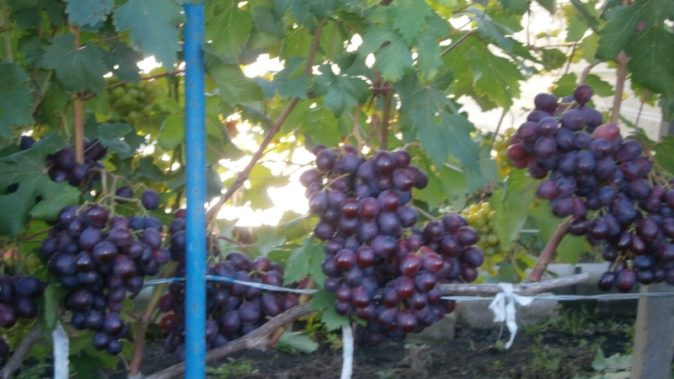 Заря Несветая – один из лучших гибридных сортов винограда любительской селекции
