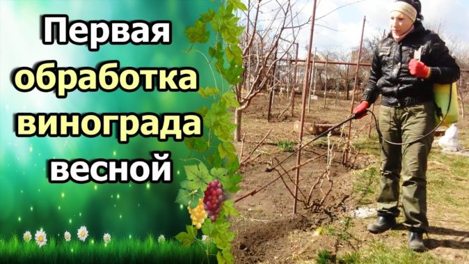 Красавец Украинский — крупноплодный сорт винограда Рута