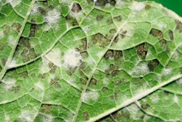 Вредители и недуги капусты: как избежать заражения и лечить проблему
