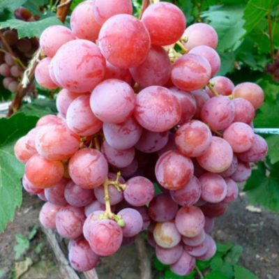 Морозостойкая азалия – ранний столовый сорт винограда, подходящий даже новичкам