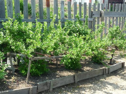 Посадка крыжовника: варианты проведения, местоположение и дата посадки