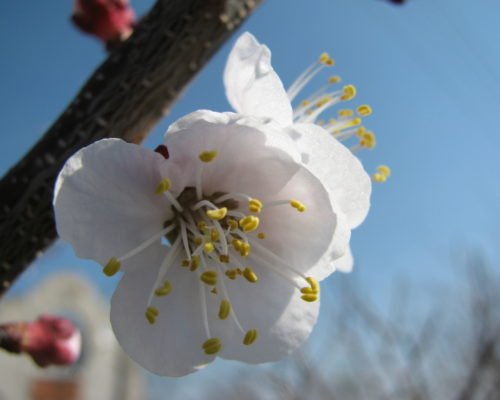 Цветение абрикоса: как и когда цветет дерево, почему могут отсутствовать цветы и что с этим делать