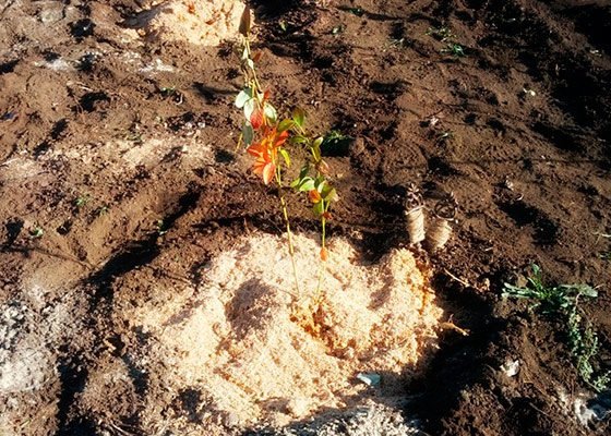 Как посадить голубику садовую на участке: способы посадки