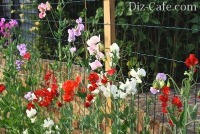Ароматы вечернего сада: подборка лучших сортов душистых цветов