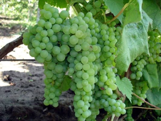 Виноград Дружба: описание, посадка, выращивание и отзывы о сорте