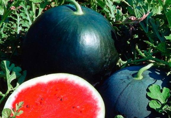 Растут ли арбузы в Подмосковье: особенности выращивания южных ягодников в необычных условиях