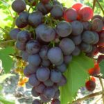 Выращивание винограда в Беларуси: краткий обзор лучших сортов