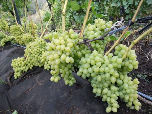 Виноград Настя: один из лучших ранних столовых сортов