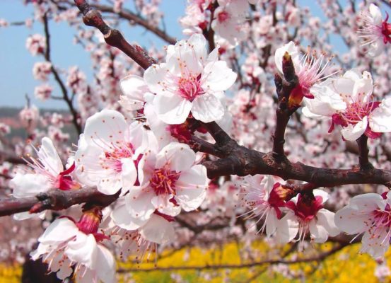 Цветение абрикоса: как и когда цветет дерево, почему могут отсутствовать цветы и что с этим делать