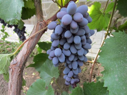 Десертный и винный виноград: лучший из лучших