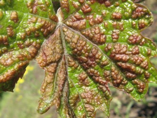 Заря Несветая – один из лучших гибридных сортов винограда любительской селекции