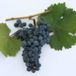 Подбор разновидностей винограда для выращивания в Краснодарском крае