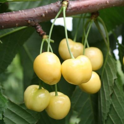 Yellow Homestead Cherry — ранний и урожайный сорт