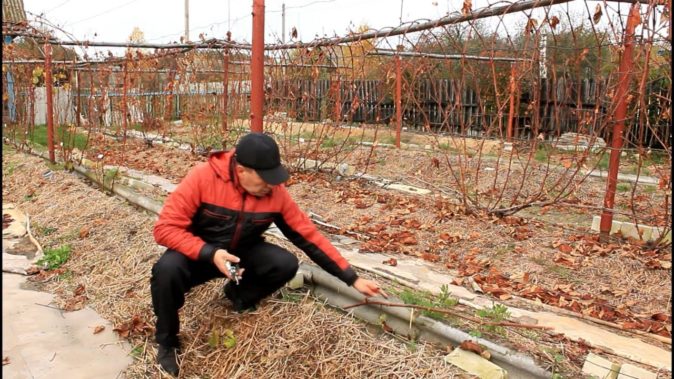 Виноград Богатяновский: характеристика сорта и особенности выращивания