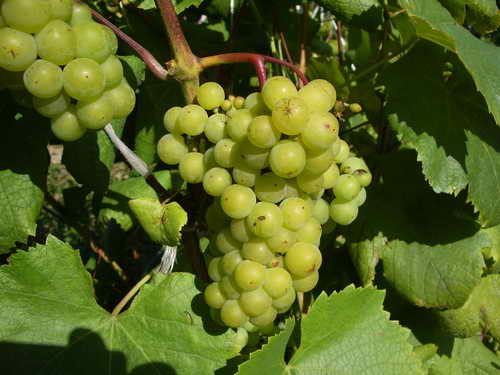 Выращивание винограда в Беларуси: краткий обзор лучших сортов