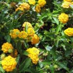 Лантана: выращиваем экзотический цветок дома