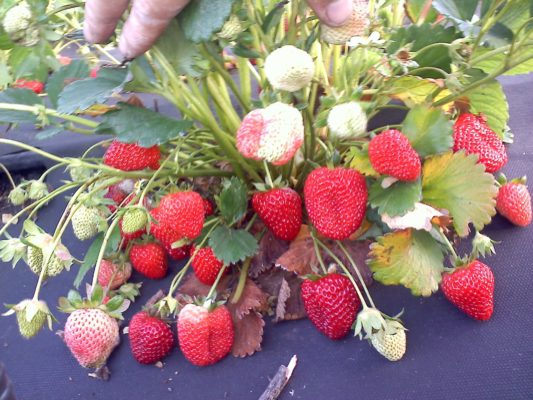 Big Fruits Montante Strawberry Flavours — концентрированный летний аромат в вашем доме